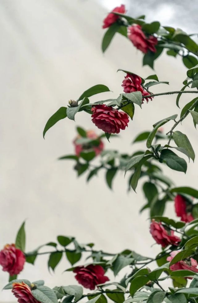 汶川|约！汶川『6月花花世界』已上新！