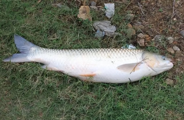 立夏|立夏钓鱼，技巧以不同于春季？只有改变“钓法”，才能鱼获翻倍