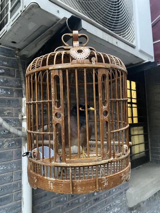 九龙湖|边拍边画 | 放慢脚步，收获不一样的风景