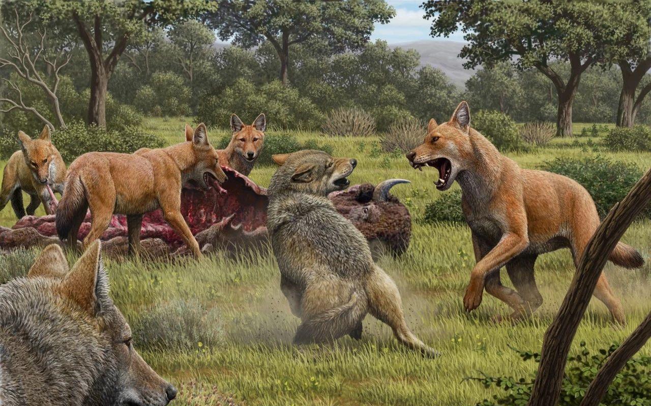 1700万年前的猫犬大战:猫科入侵北美,导致犬科一家族团灭