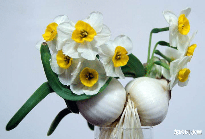 龙吟师傅教你摆放水仙花来催财净气