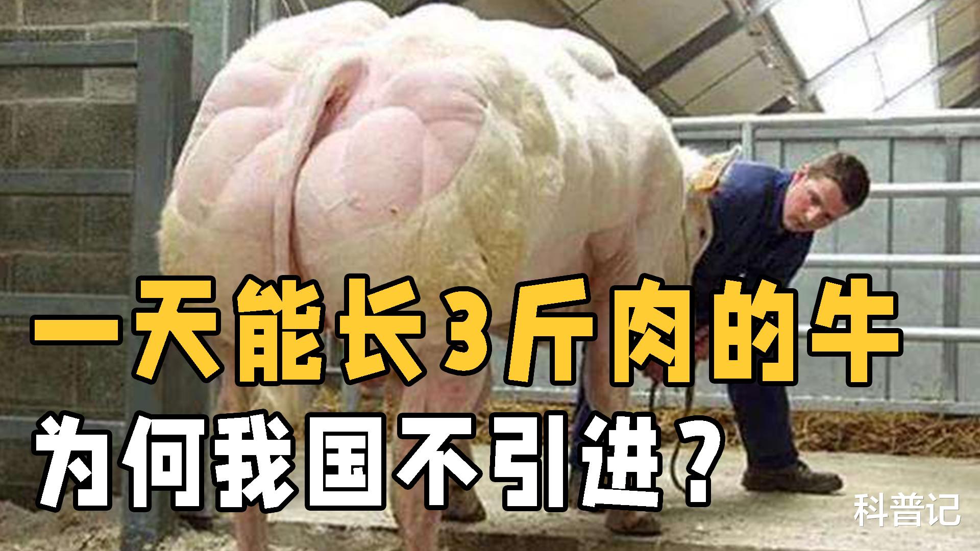 人类改造的“肌肉牛”，每天狂长3斤肉，为什么我国不引进？