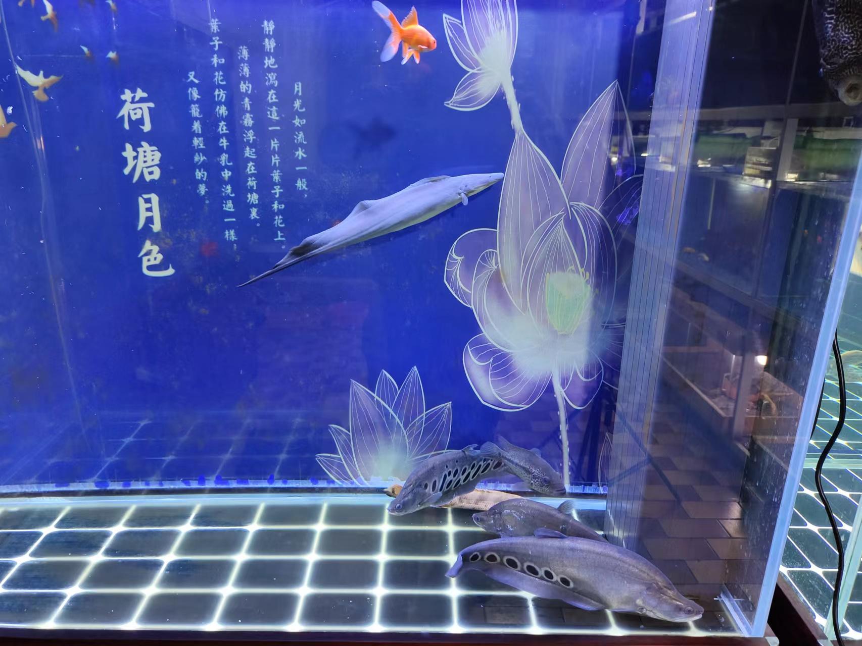 |哪一次观赏鱼混养不得深思熟虑?哪一次合缸不得推翻好几个方案?