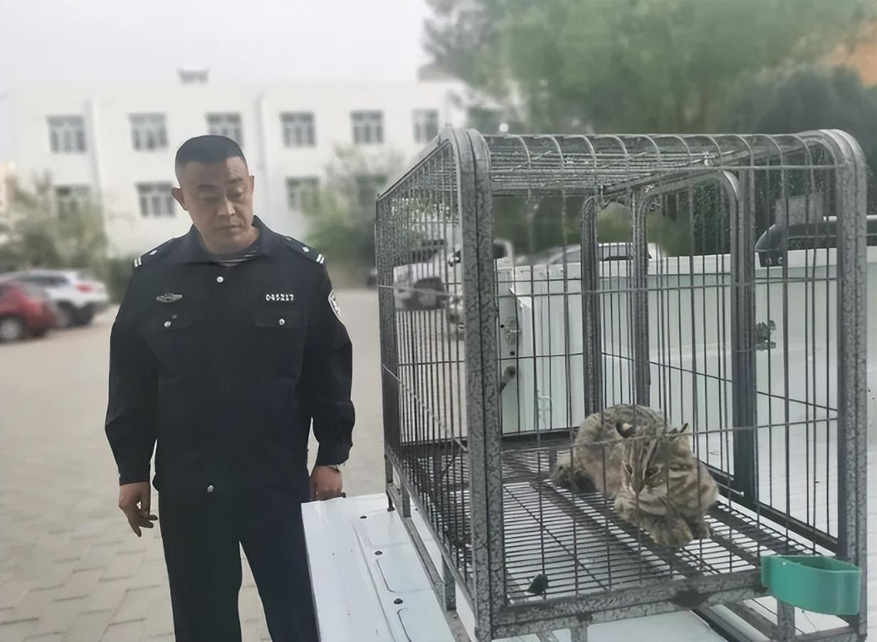 内蒙林西村民家出现石虎,咬死了8只观赏鸡,性情凶猛,还敢瞪人