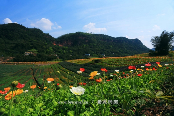 火车|“花田酒地”景区-带你看不一样的花海