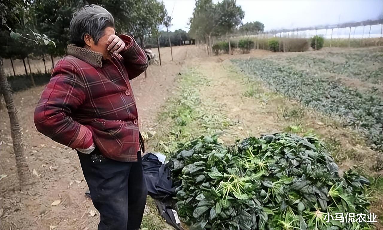 白菜滞销一整车500斤才卖30元,大叔被老婆指责越看越心酸,咋办