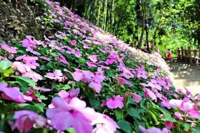 汶川|约！汶川『6月花花世界』已上新！