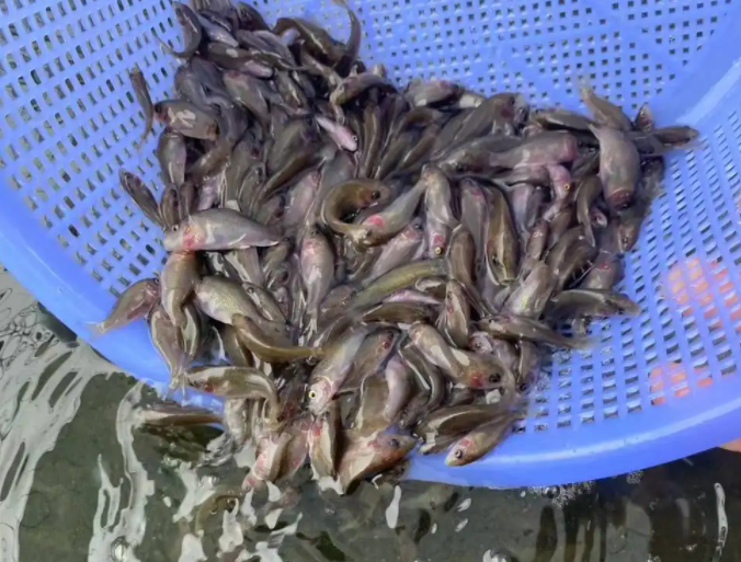 广东省|本土鱼也能形成生态入侵,禾花鲤泛滥广东河道,滥情放生不值称道