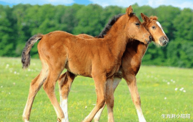 属马|吉星降临好运到,努力向前抓住机遇,属马人职场逆袭一飞冲天