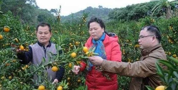 人们爱吃的砂糖橘,却成了果农口中的杀人橘,这个称号从何而来?