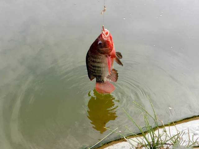 罗非鱼|介绍一种特殊钓罗非鱼方法——广西钓鱼人叫“点窝”