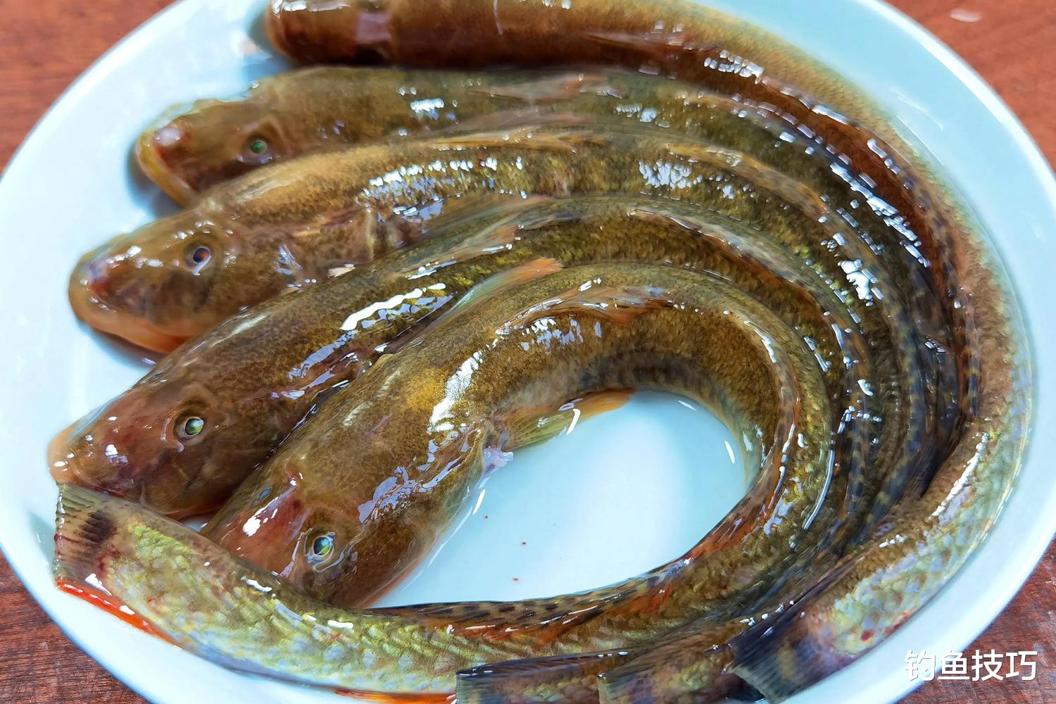 鲶鱼|海鲶鱼最喜欢吃什么味型的食物?海鲶鱼的觅食习性和垂钓方法