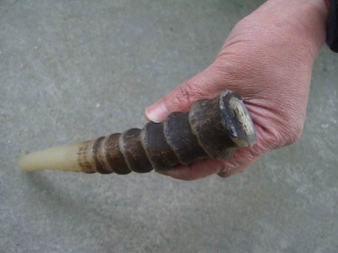 牛奶|分享一味好药：蝉蜕，它的药用价值你知道多少？