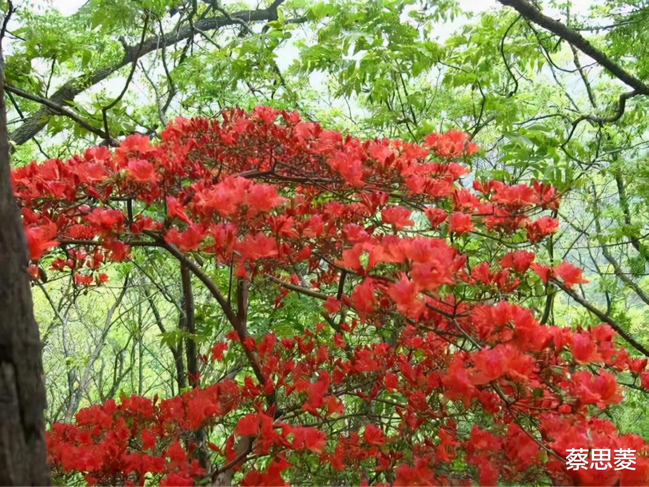 砀山|120000亩，河南这个第一大保存很完好的原始森林，瀑布如雾似幻