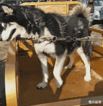 二哈精力过盛难驯服，被主人拉到集市上卖，看到眼睛后没人敢收