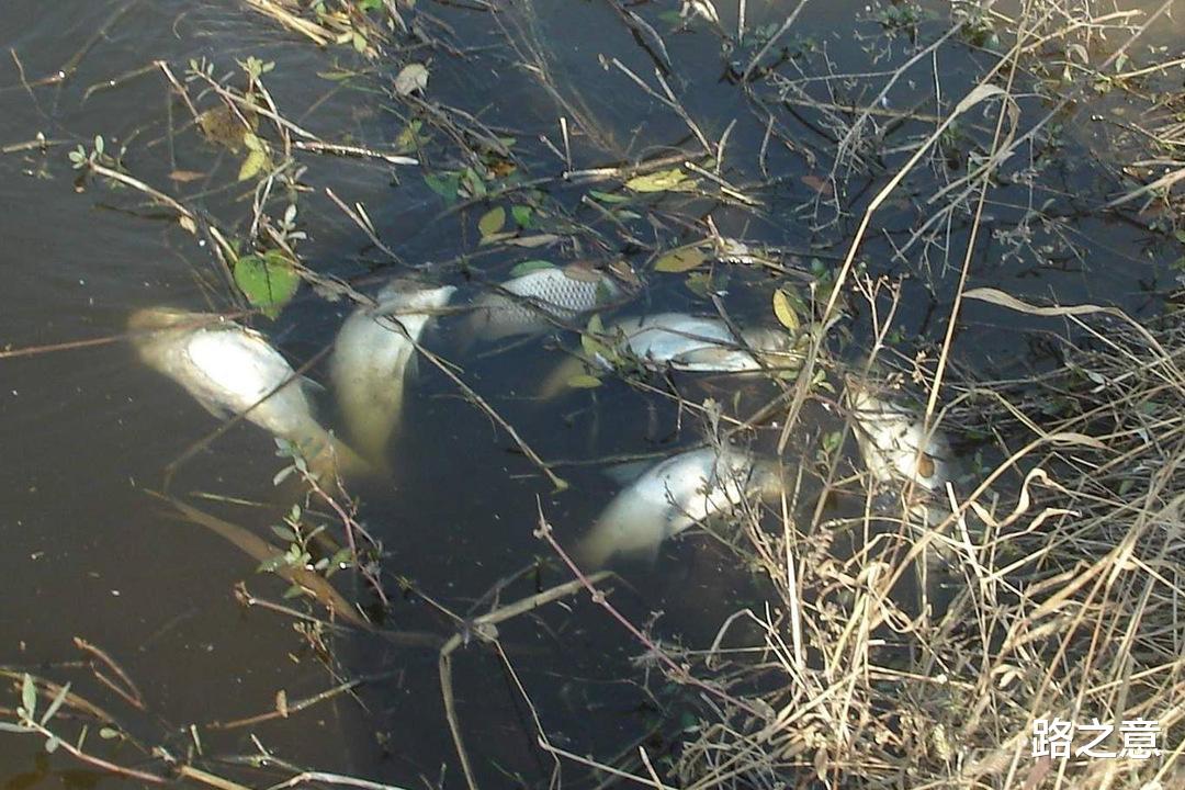 福安 猪死人亡，村民大半外出逃命，这是怎么回事？99年福安上湾村事件
