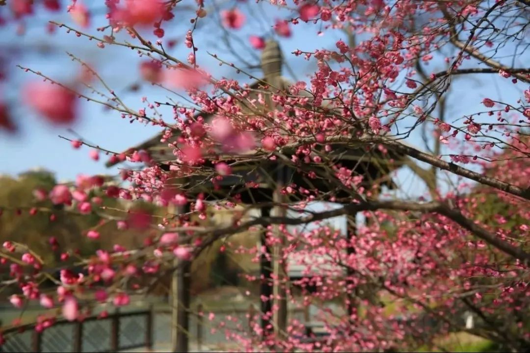 南浔|江南无所有,聊赠一枝春,在湖城邂逅“梅”好