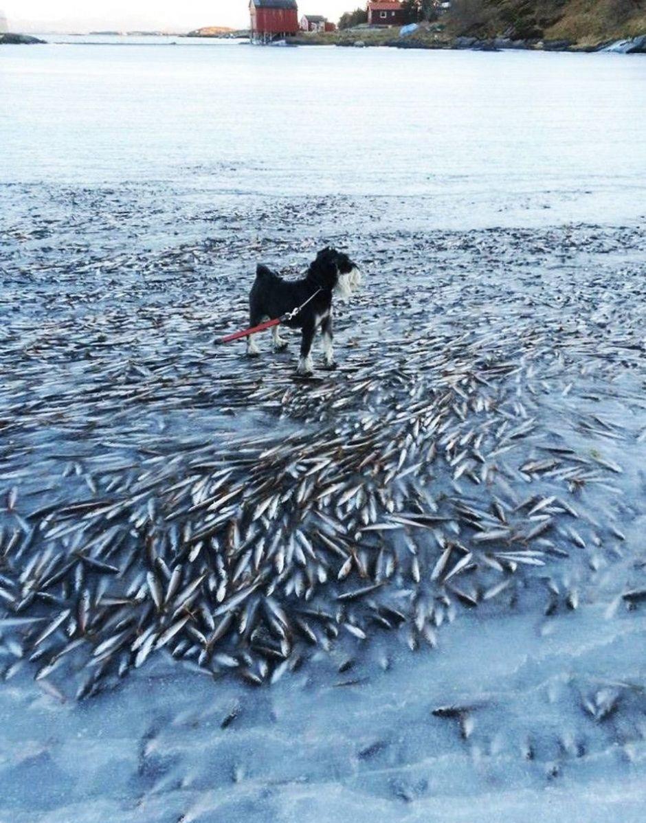 50多米全是鱼！黑龙江成群鱼被冻冰下，河水连底冻鱼去哪里避难？