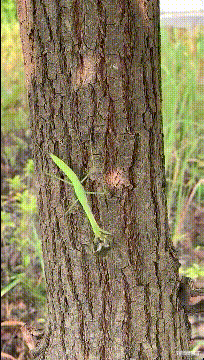 书法|去领导办公室,看不懂的书法不要乱读,更不能笑!除非忍不住