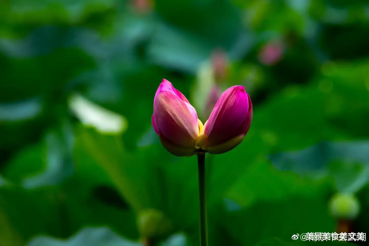 荷花|接天莲叶无穷碧，映日荷花别样红 |  荷花盛开，美在当夏