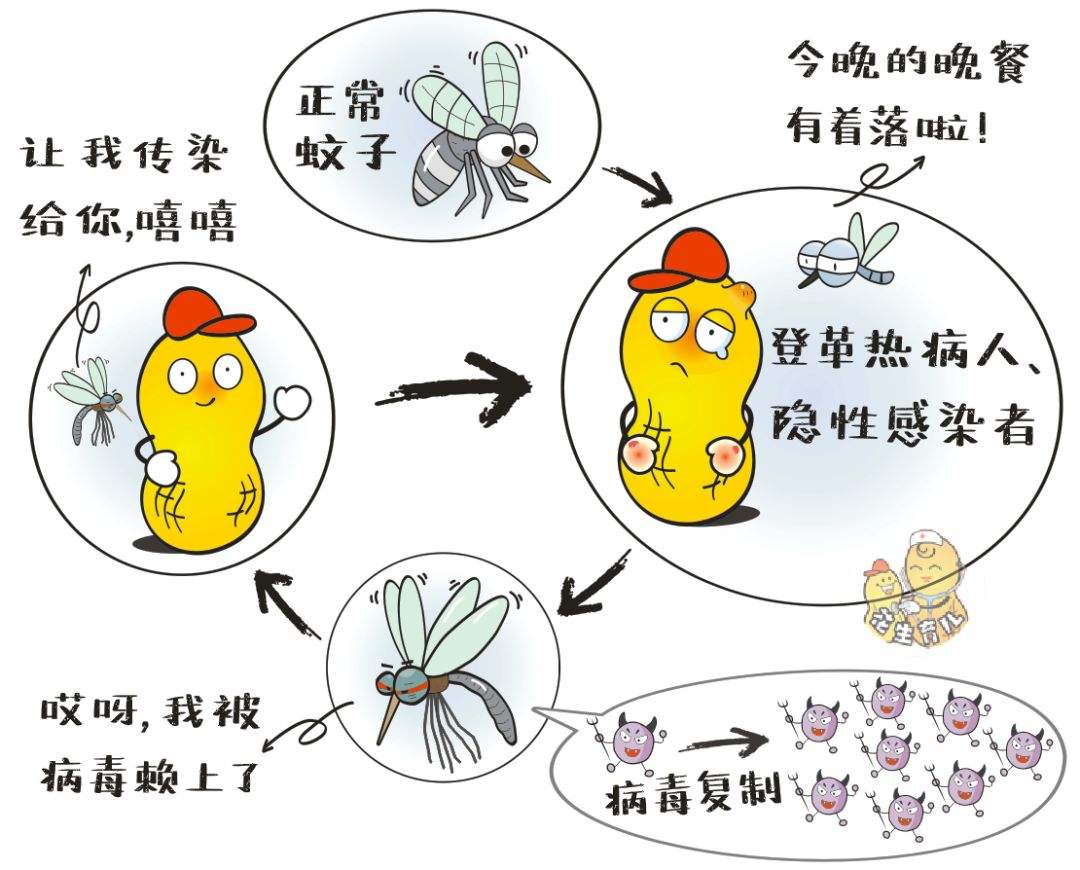 蚊子是从哪来的?美国有计划放出24亿只转基因蚊子,目的是什么?