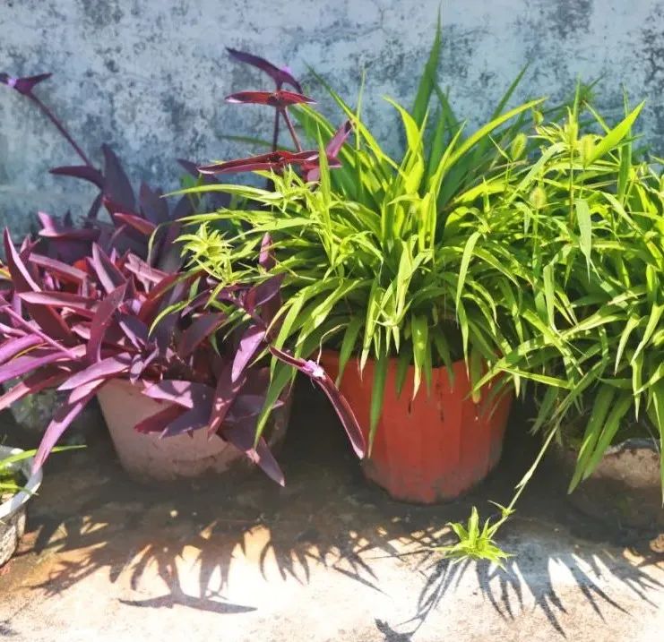 荷花|在石门村,平凡的每一天,都是向往的生活!