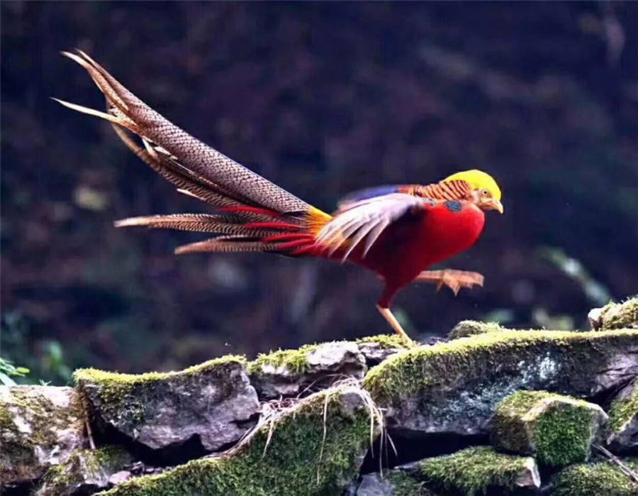 秦岭出现“凤凰”，雄鸟展开华丽的羽毛绕雌鸟转圈，雌鸟看中就发出“咝咝”的叫声