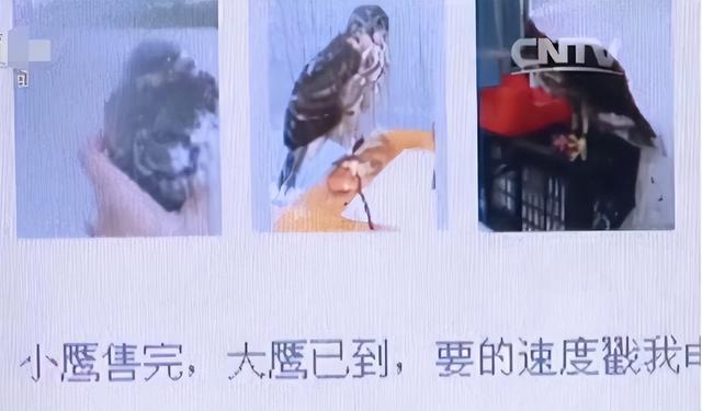 14年河南学生抓16只鸟被判10年半,两年后其父自首:我有行贿行为