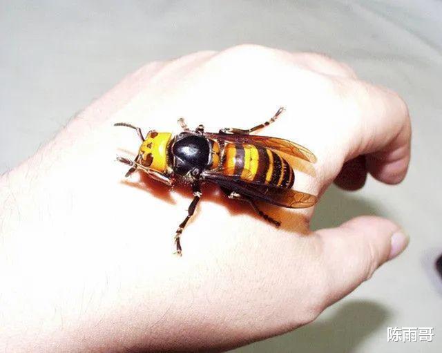 20种最令人恐惧和恶心的昆虫