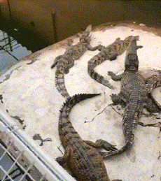 发型 本人想离职，但是不好意思说，请大家出出招，网友的回复让我笑翻