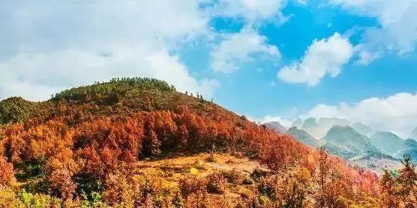 小红书|枫红了！广西标志性赏枫秘境，又到最佳观赏期！|广西旅游年卡