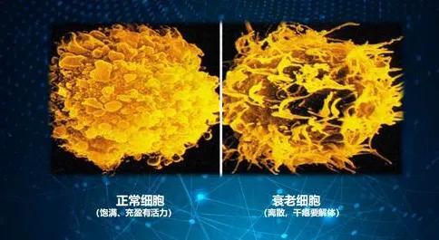 氢气减缓细胞衰老的生物学证据