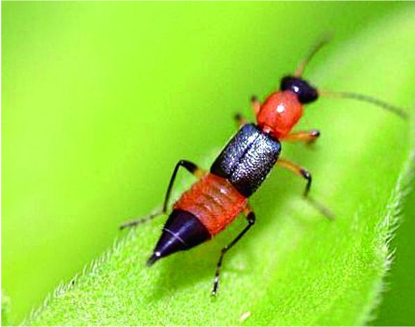 “硫酸蚂蚁”是怎样的一种生物?该如何预防呢?