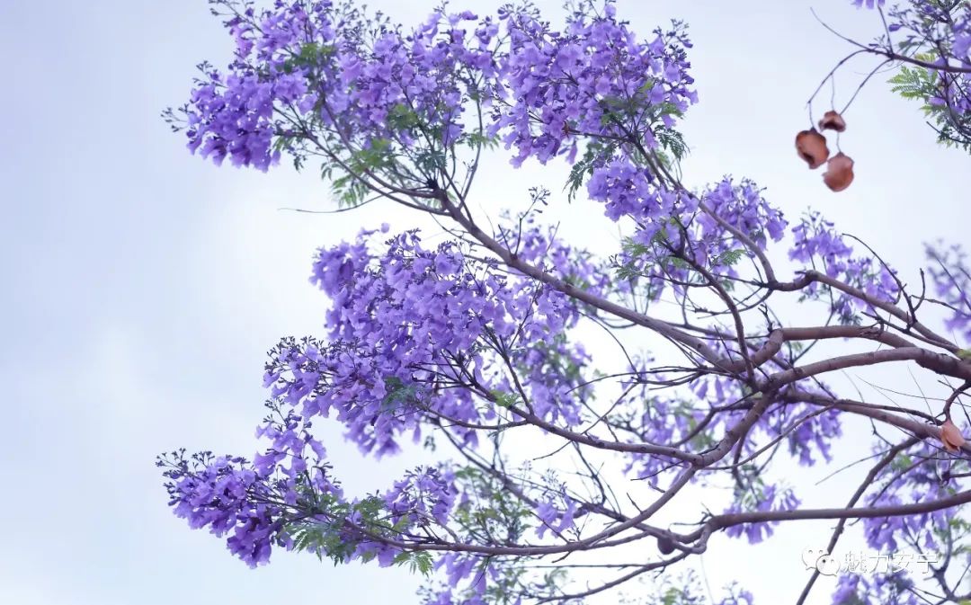 |嗨！朋友！请收下安宁这份蓝紫色的夏日限定