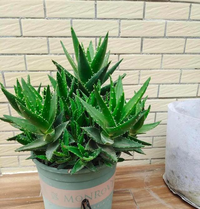 8种能吸甲醛的花,好养漂亮,家里至少放一盆!