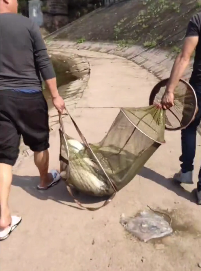 水库|四川一水库89斤巨鲶出水，多人劝钓者放生，钓者心说我都放生姜