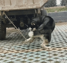 二哈精力过盛难驯服，被主人拉到集市上卖，看到眼睛后没人敢收