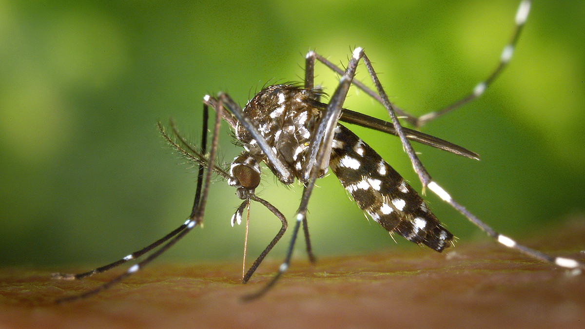 对人类危害最大的动物竟是蚊子，假如蚊子灭绝会影响生态平衡吗