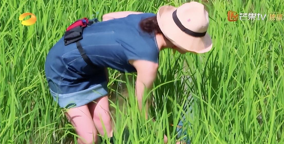 罗英锡|国产综艺难看，全都是观众的错？