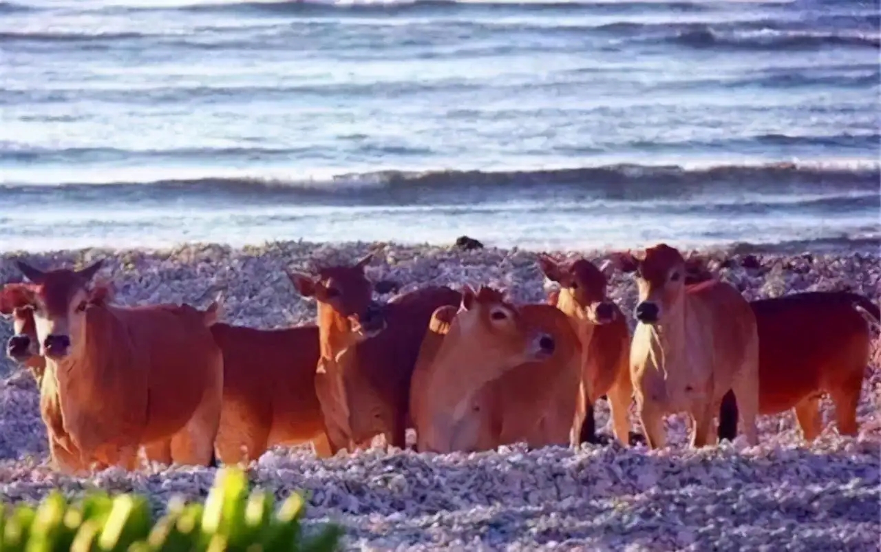 三沙市|面积仅1.7平方公里的小岛，生活着400多头野牛，把树都差点啃完了
