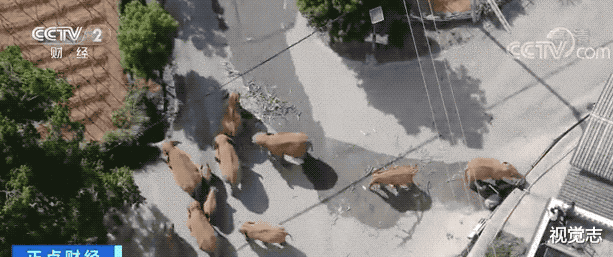 央视春晚|让这群大象走上春晚,是国人17个月的浪漫