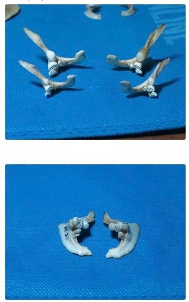 男孩江边捡到奇怪骨头,是珍贵化石吗?专家回应