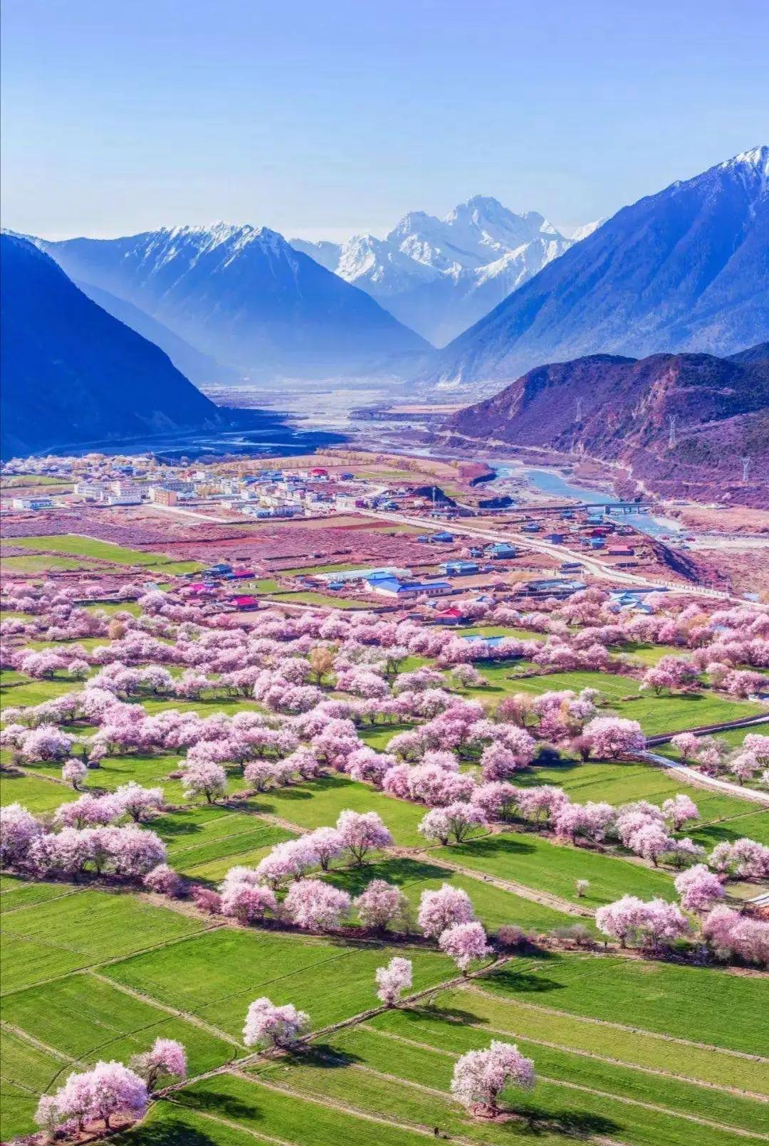 西藏|西藏林芝桃花海是我们盛开的诺言