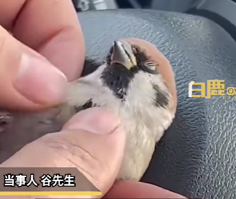 小鸟撞车男子持续按压心脏救活