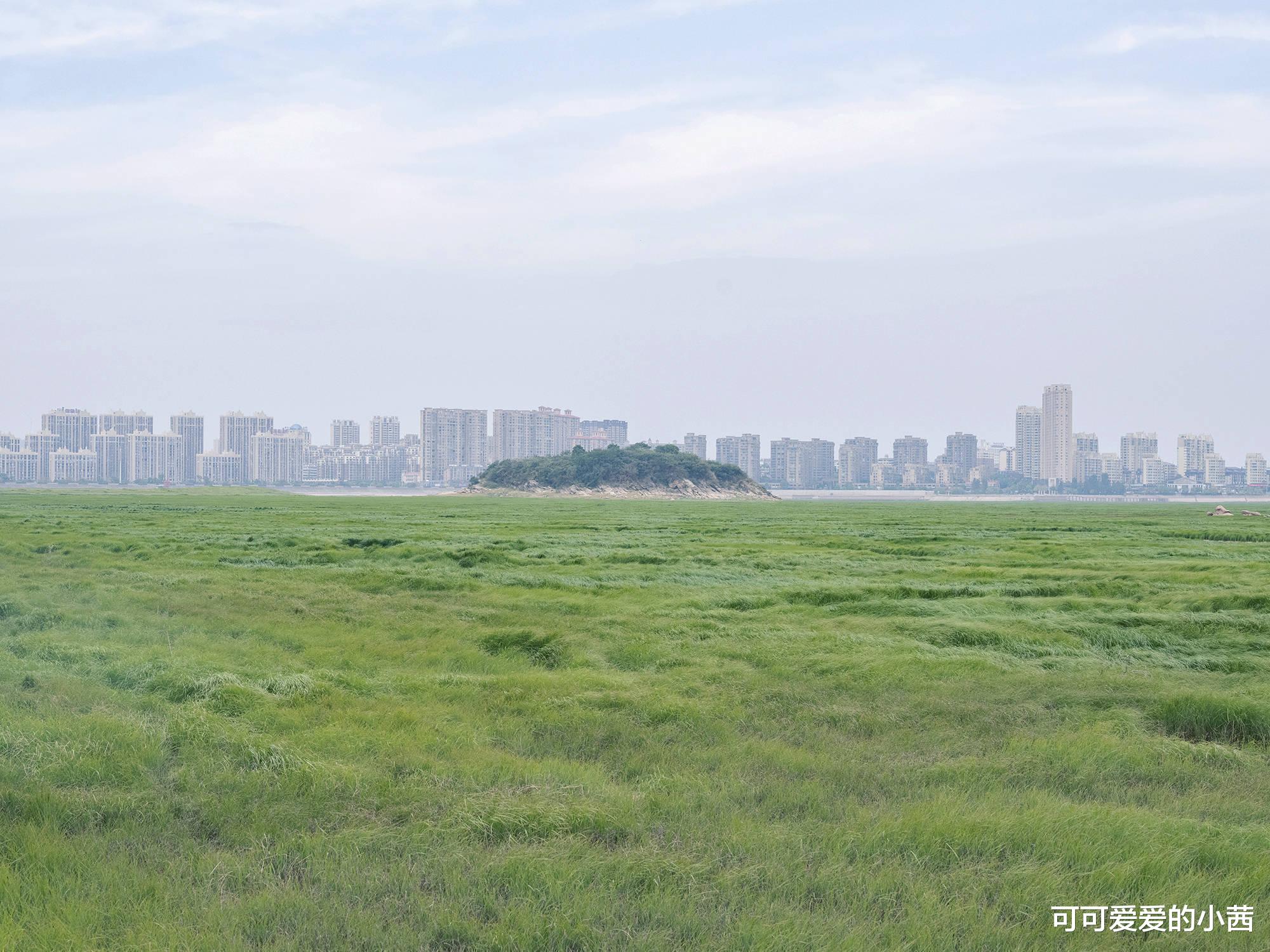 ?鄱阳湖的水位仍在持续下降,每天捞出死鱼数百条