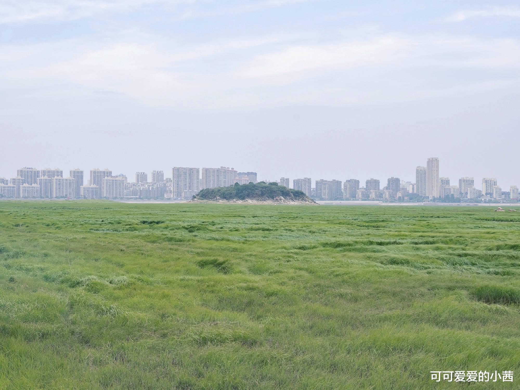 ?鄱阳湖的水位仍在持续下降，每天捞出死鱼数百条