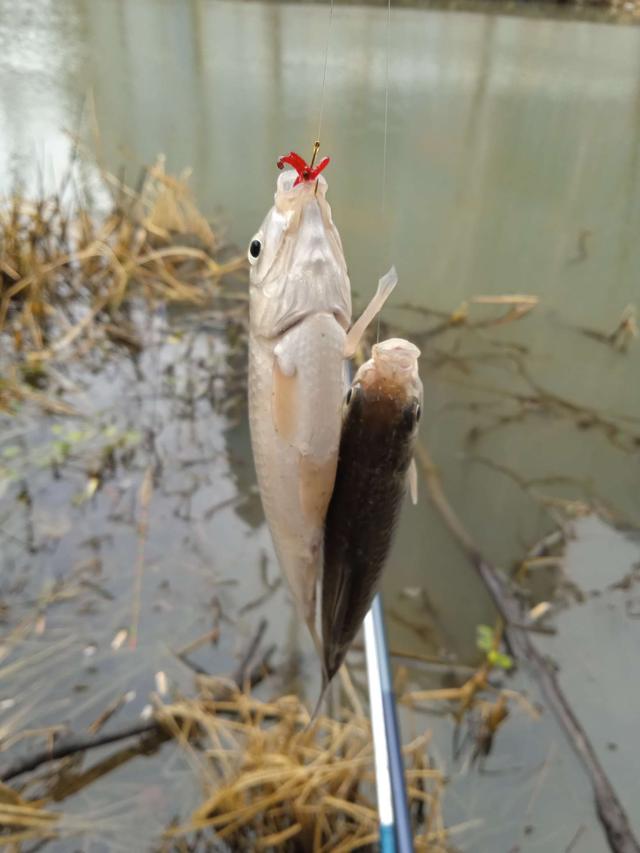 鲫鱼|阴雨连绵,一路泥泞,40尾鲫鱼入护,不虚此行。