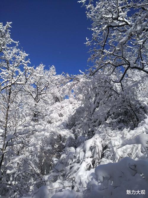 隔离|张万森，下雪了！我想和你看遍这世间最美的雪景