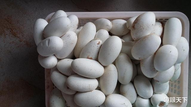 无毒的菜花蛇如何成为百蛇之王?毒蛇为何惧怕菜花蛇?