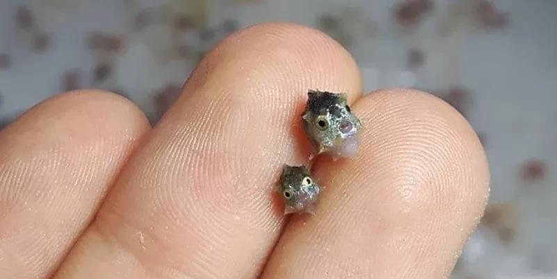 22张罕见的照片,展现了海洋生物的神奇,感叹万物有灵